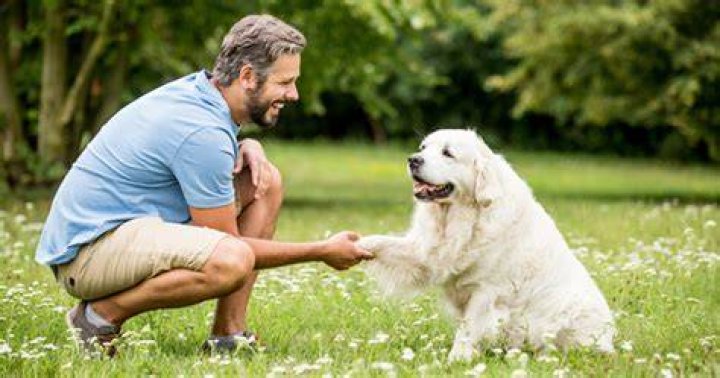 Is obedience training good for a dog?