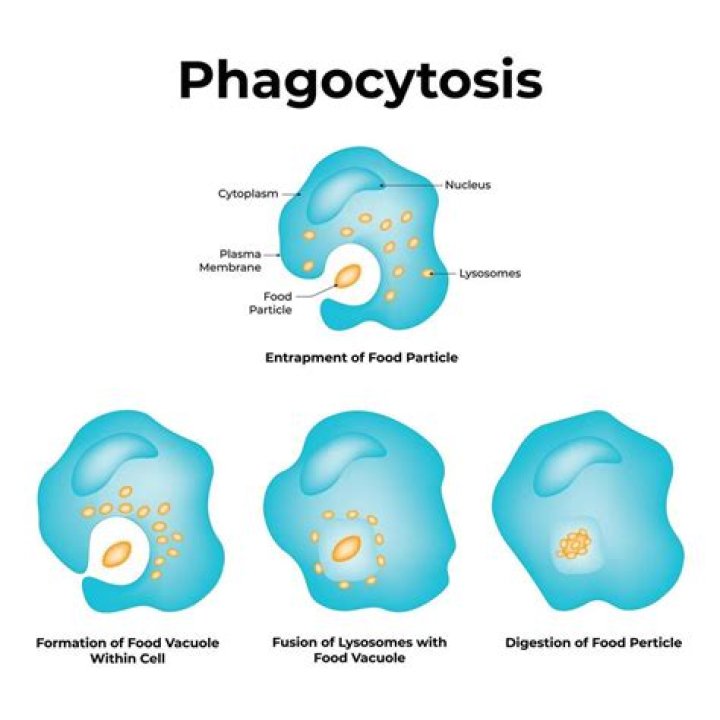 Is phagocytosis good or bad?