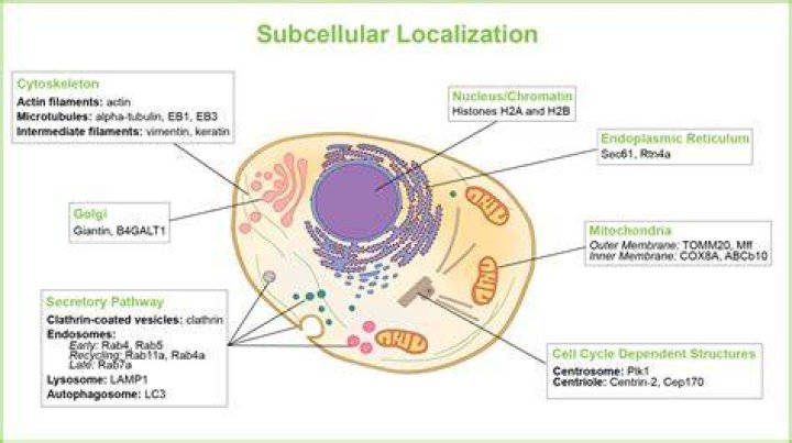 Is subcellular a word?