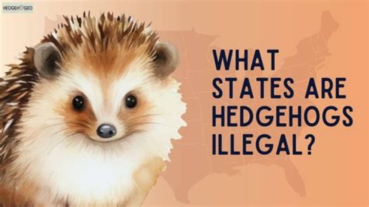 Is there hedgehogs in america?