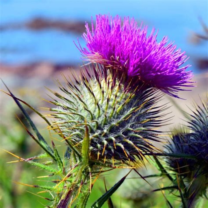 Is thistle the same as nyjer?