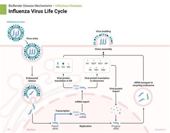 Is trypanosomiasis a viral disease?