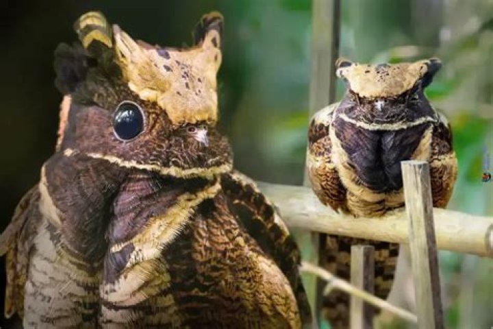 Is whippoorwill the same as nightjar?