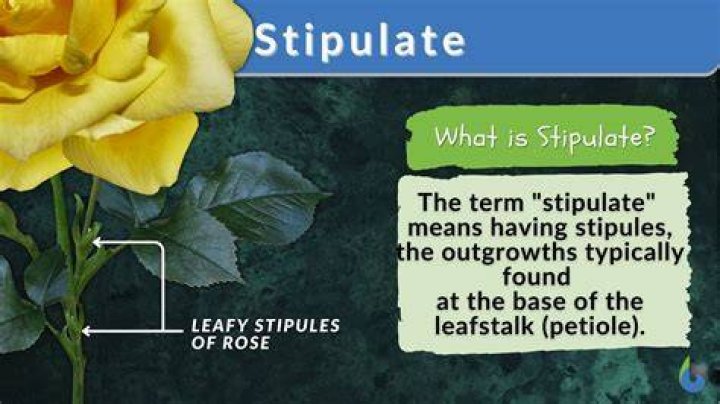 On the stipulated date meaning?
