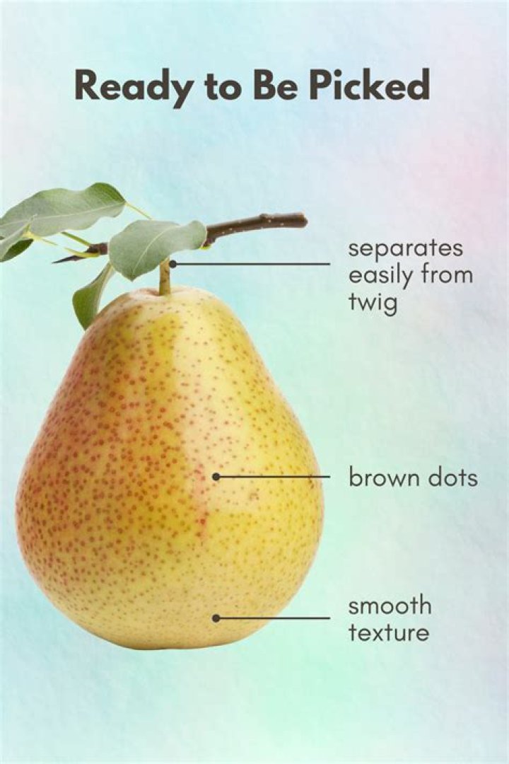 Should bartlett pears be soft?