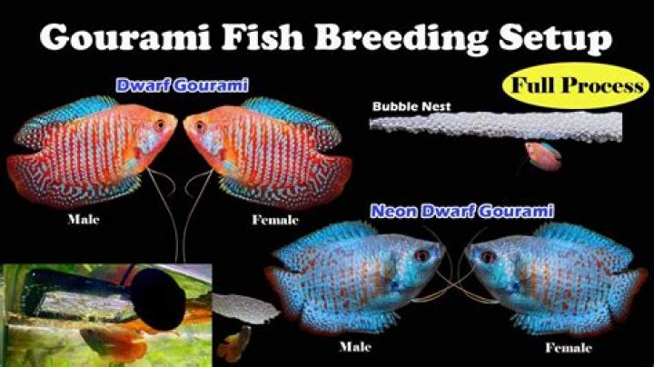 Should dwarf gouramis be kept in groups?