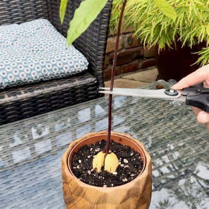 Should i cut my avocado stem?