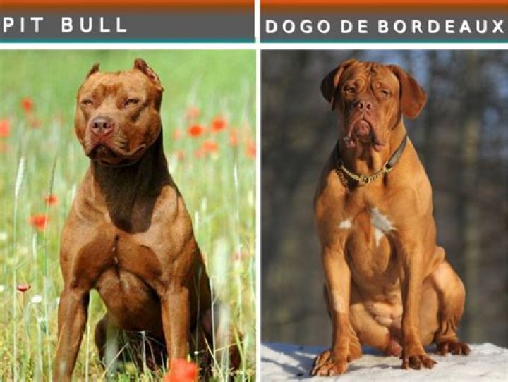 Should i get a dogue de bordeaux?