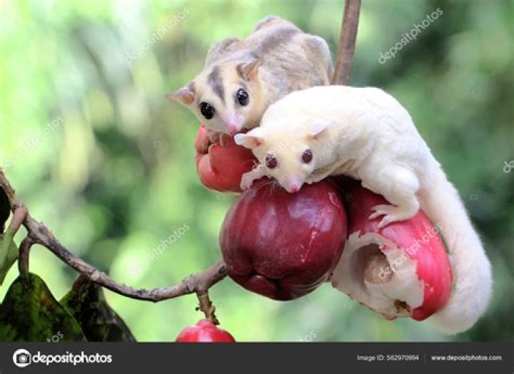 Should sugar gliders eat grapes?