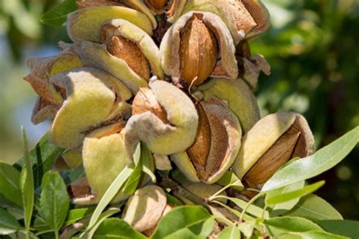 Were are almonds grown?