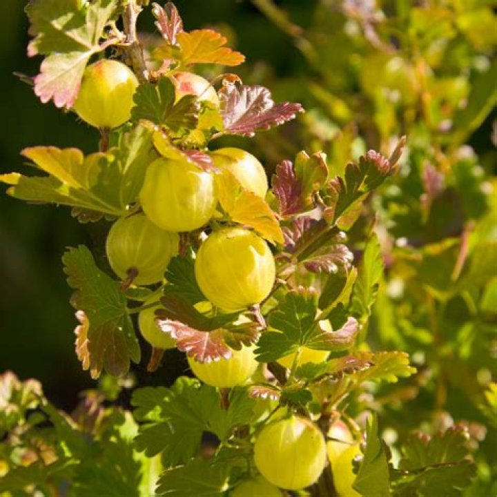 Were do gooseberries grow?