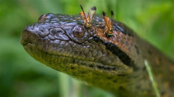 What anaconda look like?