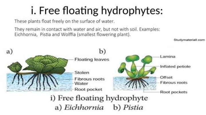 What are hydrophytes answer?