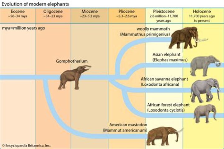 What are the characteristics of proboscidea?