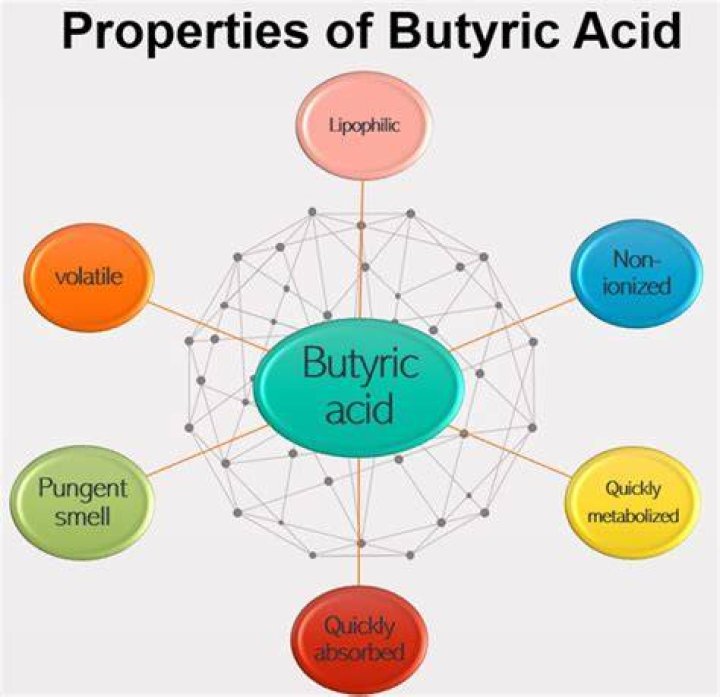 What butyric acid means?