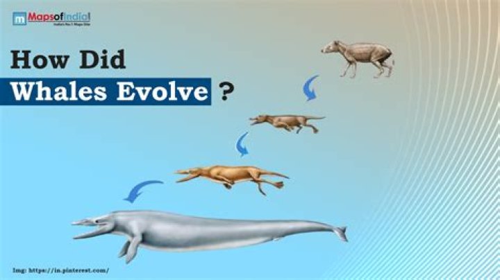 What did aurochs evolve from?