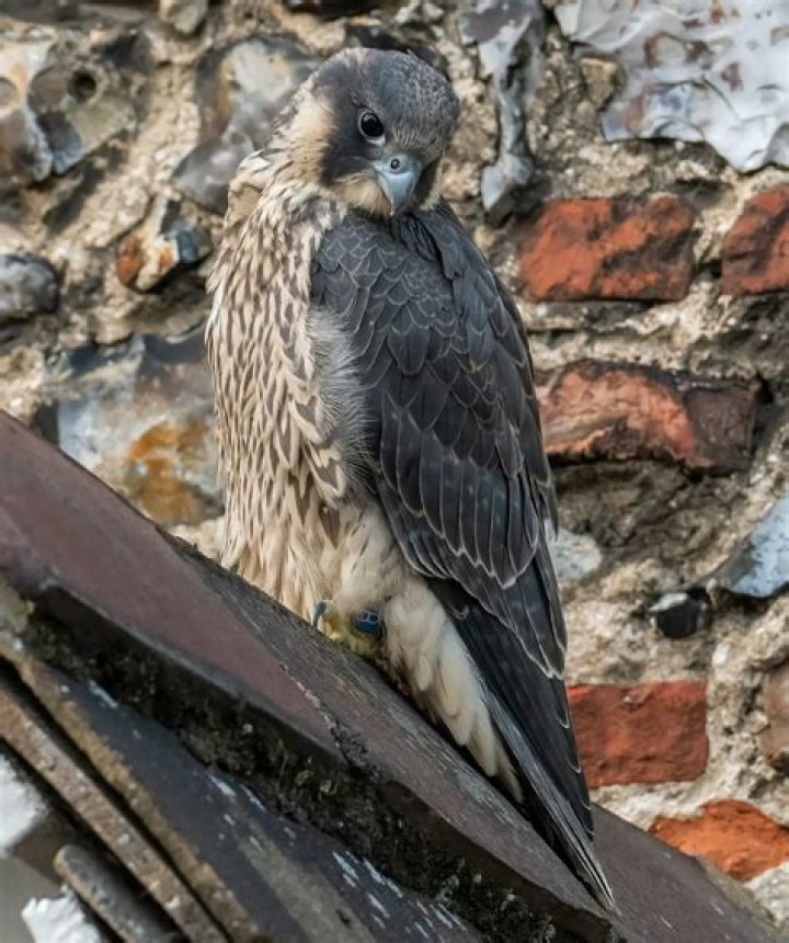 What do peregrines eat?