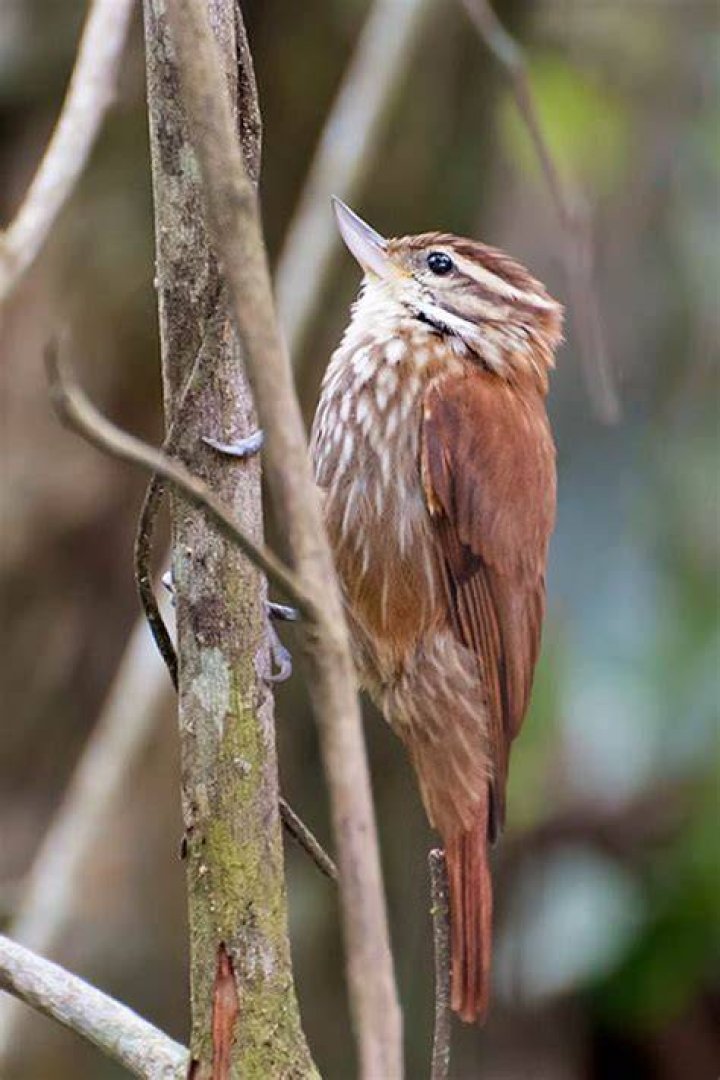 What do rufous horneros eat?