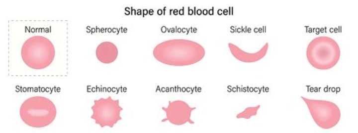 What do schistocytes mean?