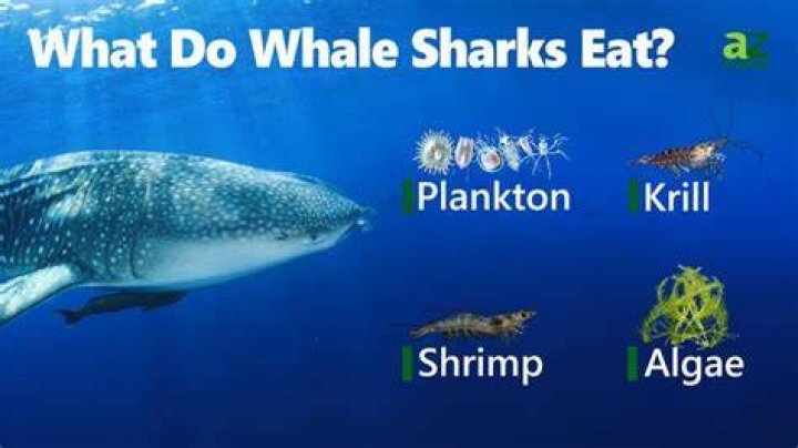 What do whale sharks eat?