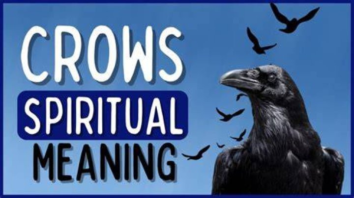 What does it mean when crows caw?