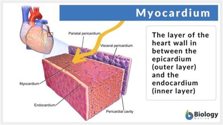 What does myocardium do?