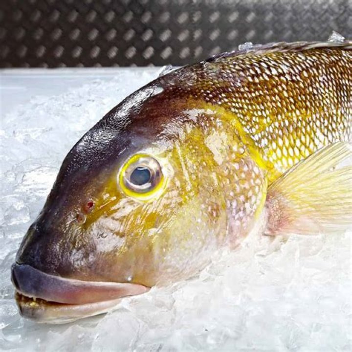 What does tilefish eat?