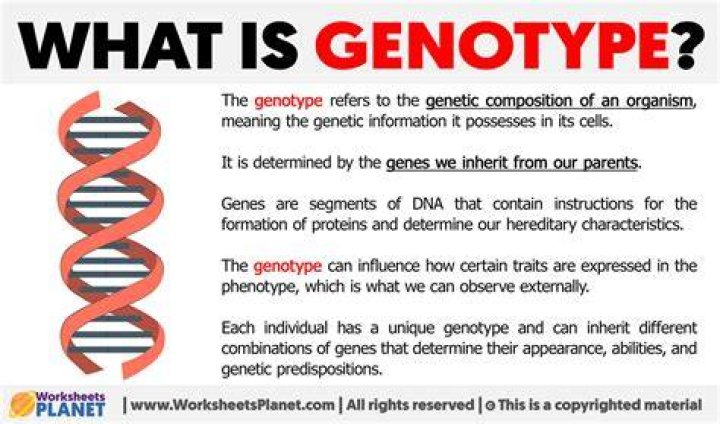 What genotype is o+?