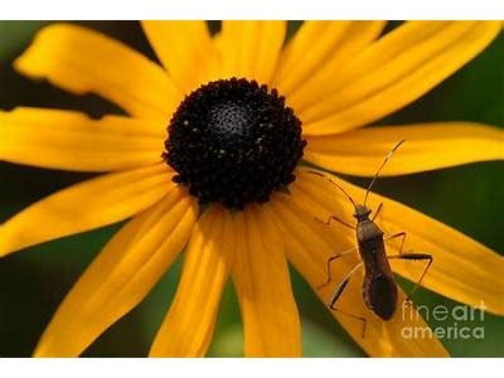 What insects like black eyed susans?