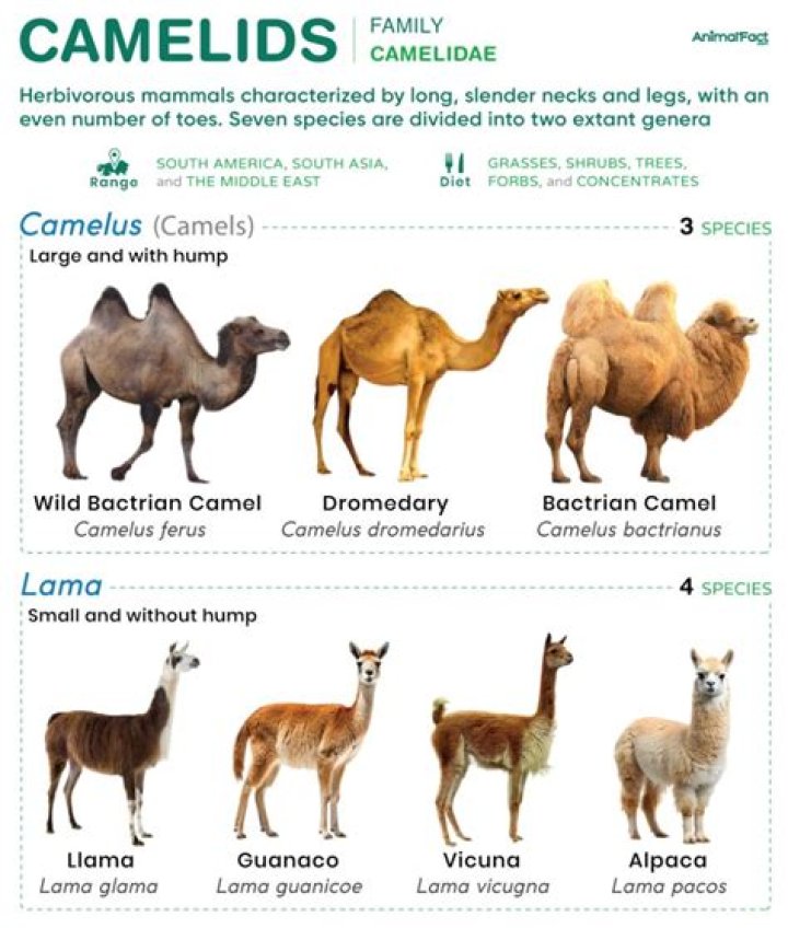 What is a camelid?