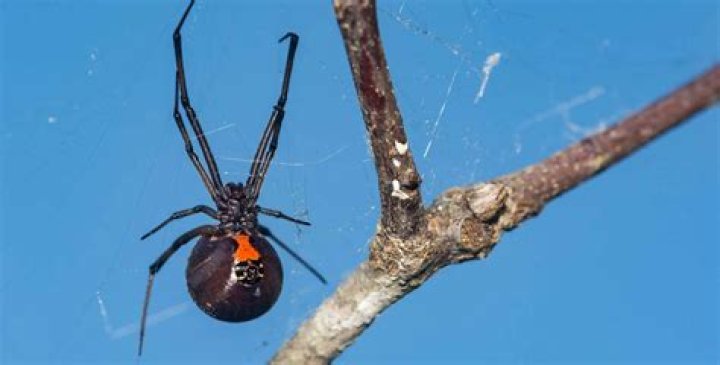 What is antivenin latrodectus mactans?