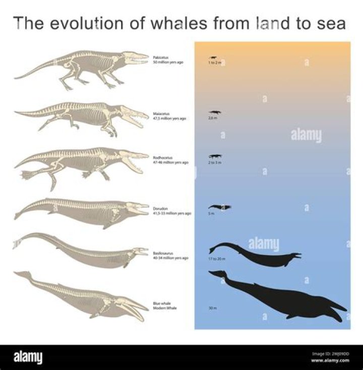 What is artiodactyla in biology?