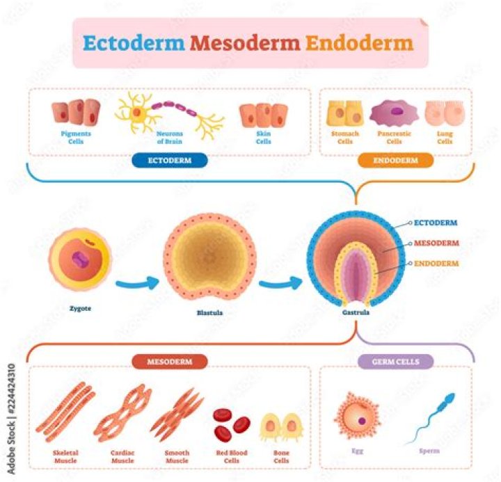 What is ectoderm mesoderm and endoderm?