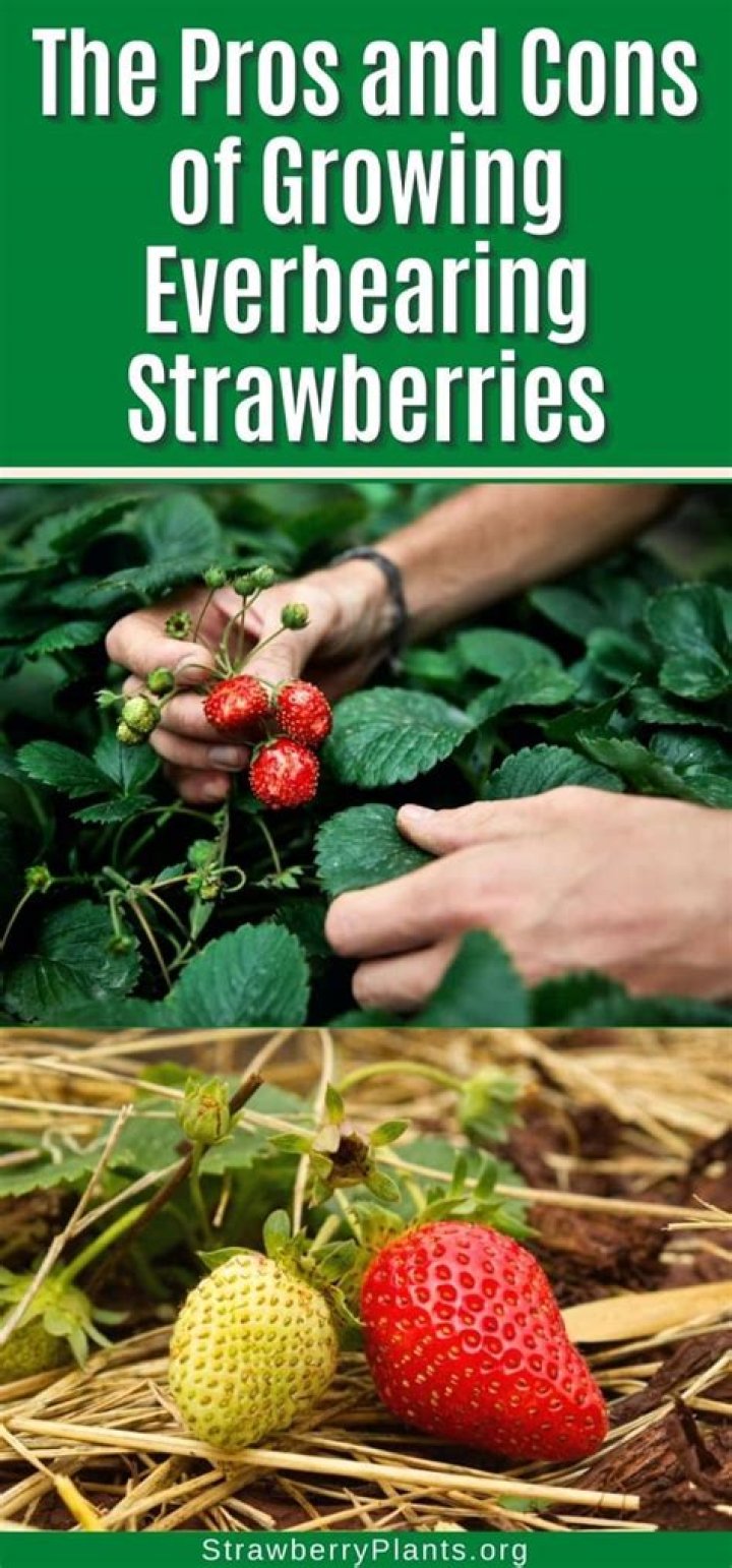 What is the best everbearing strawberry?