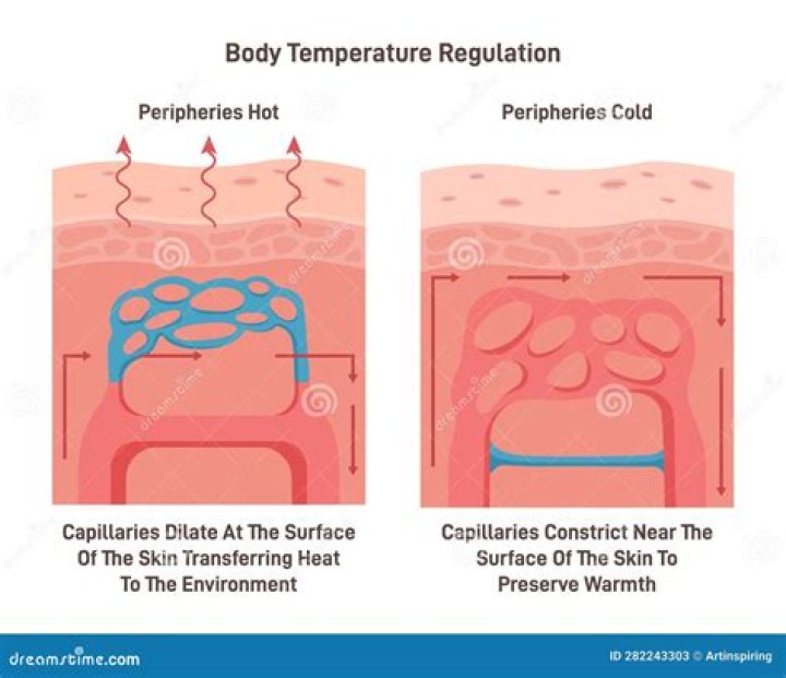 What is the heat regulating center of the body?