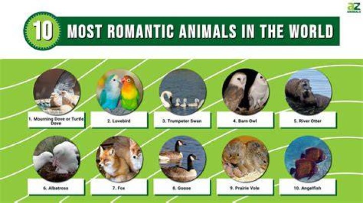 What is the most loved animal in the world?