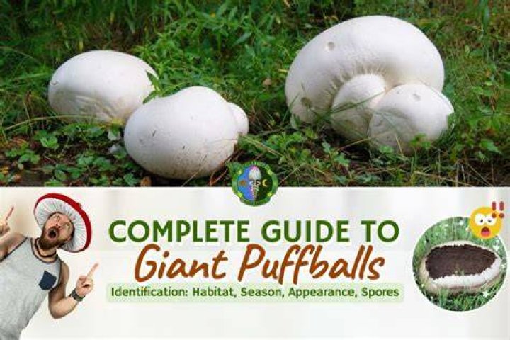 What time of year do puffballs grow?