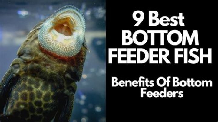 Whats a bottom feeder in slang?