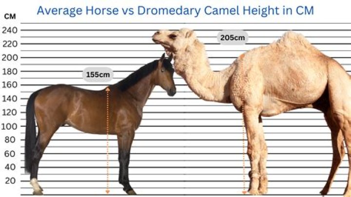 Whats faster a horse or a camel?