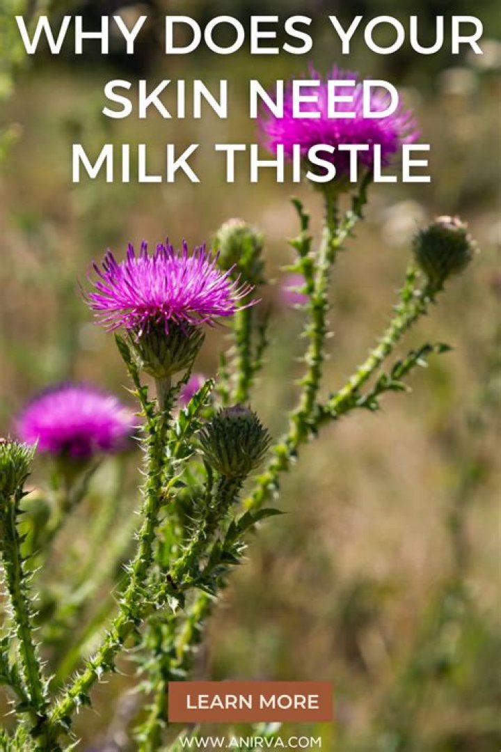 Whats milk thistle good for?