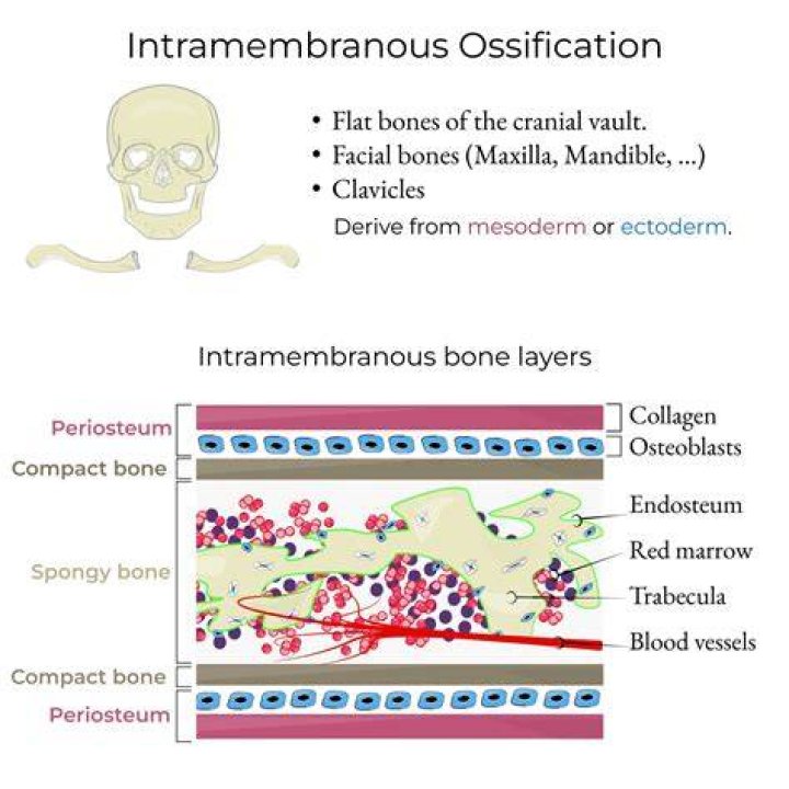 When did intramembranous ossification begin?