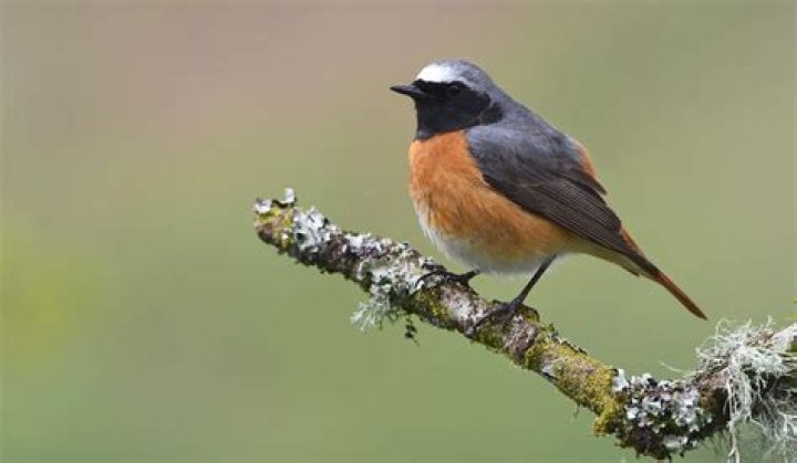 When do black redstarts arrive in uk?