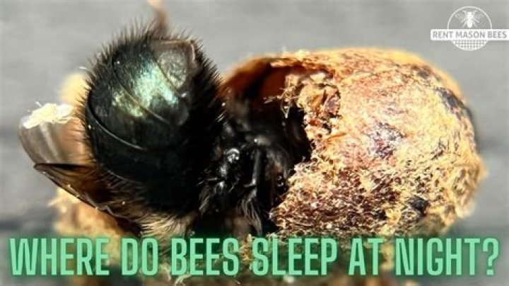 When do bumble bees sleep?