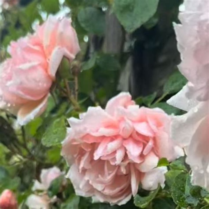 When does albertine flower?