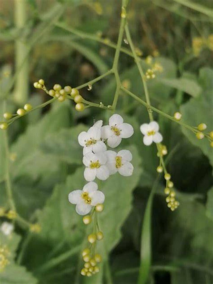 When does crambe cordifolia flower?