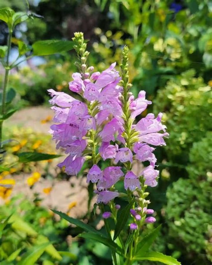 When does obedient plant bloom?