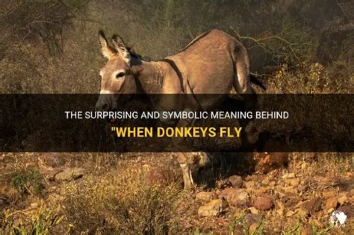 When donkeys fly meaning?