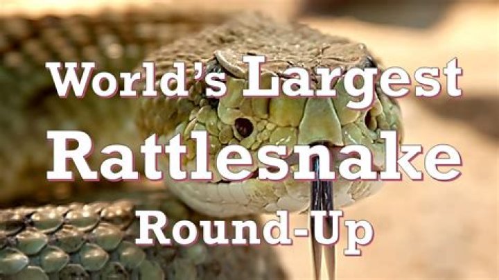 When is the rattlesnake roundup?