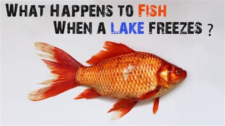 When lakes freeze what happens to the fish?