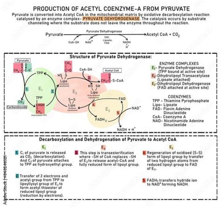 When pyruvate is converted to acetyl coa?